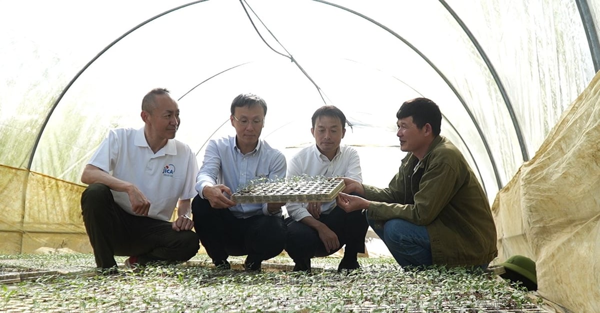 Anh Định (bìa phải) báo cáo kết quả sản xuất giống rau cho các thành viên của JICA sau hơn 2 năm thực hiện dự án hỗ trợ. Ảnh: Đức Bình. Anh Định (bìa phải) báo cáo kết quả sản xuất giống rau cho các thành viên của JICA sau hơn 2 năm thực hiện dự án hỗ trợ. Ảnh: Đức Bình.