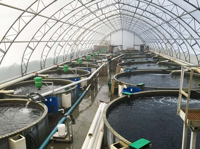 Ứng dụng ozone trong xử lý nước nuôi trồng thủy sản. Ảnh: Minh Hoàng. Ứng dụng ozone trong xử lý nước nuôi trồng thủy sản. Ảnh: Minh Hoàng.