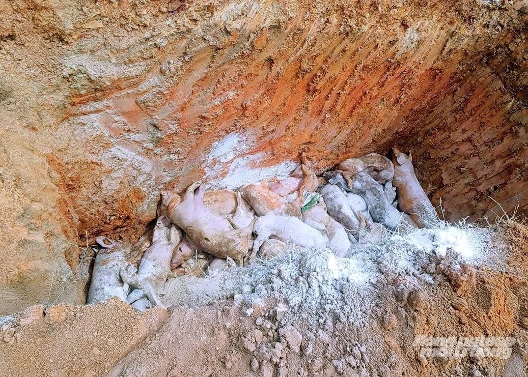 Đàn lợn mắc bệnh tả lợn Châu Phi đã được tiêu hủy. Ảnh: Cường Vũ. Đàn lợn mắc bệnh tả lợn Châu Phi đã được tiêu hủy. Ảnh: Cường Vũ.