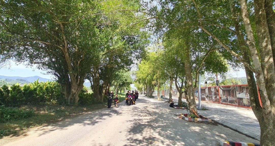 Hàng duối cổ có tuổi đời vài chục năm tuổi xanh mướt dọc đường dẫn vào Tân Trào là một trong những địa điểm tuyệt đẹp, hấp dẫn du khách khi đến với mảnh đất lịch sử. Hàng duối cổ có tuổi đời vài chục năm tuổi xanh mướt dọc đường dẫn vào Tân Trào là một trong những địa điểm tuyệt đẹp, hấp dẫn du khách khi đến với mảnh đất lịch sử.