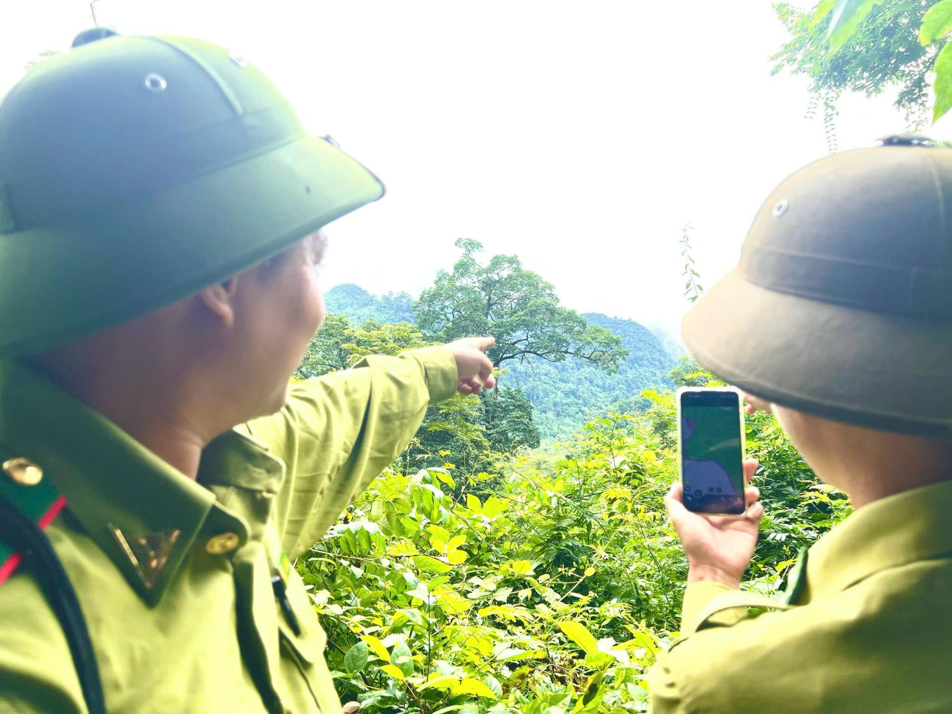 Cán bộ kiểm lâm sử dụng điện thoại thông minh kết hợp quan sát thực địa để theo dõi, quản lý diện tích rừng trên địa bàn. Ảnh: Trung Kiên. Cán bộ kiểm lâm sử dụng điện thoại thông minh kết hợp quan sát thực địa để theo dõi, quản lý diện tích rừng trên địa bàn. Ảnh: Trung Kiên.
