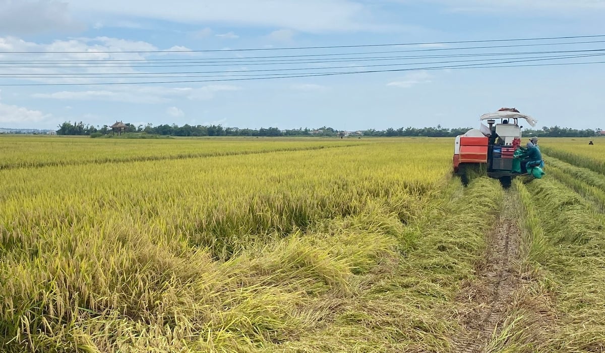 Hơn 2.000 ha lúa hè thu ở TP Huế đã hoàn thành việc thu hoạch để tránh bão số 5 và mưa lớn. Ảnh: Văn Dinh.