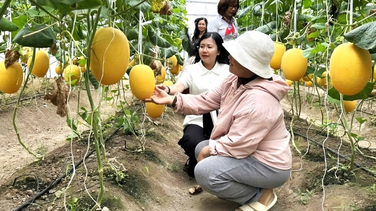 Bà Phạm Vũ Hồng Minh nhấn mạnh cần tăng cường hỗ trợ và giám sát để HTX phát triển bền vững, gắn với tái cơ cấu nông nghiệp và xây dựng nông thôn mới. Ảnh: Trần Phi. Bà Phạm Vũ Hồng Minh nhấn mạnh cần tăng cường hỗ trợ và giám sát để HTX phát triển bền vững, gắn với tái cơ cấu nông nghiệp và xây dựng nông thôn mới. Ảnh: Trần Phi.
