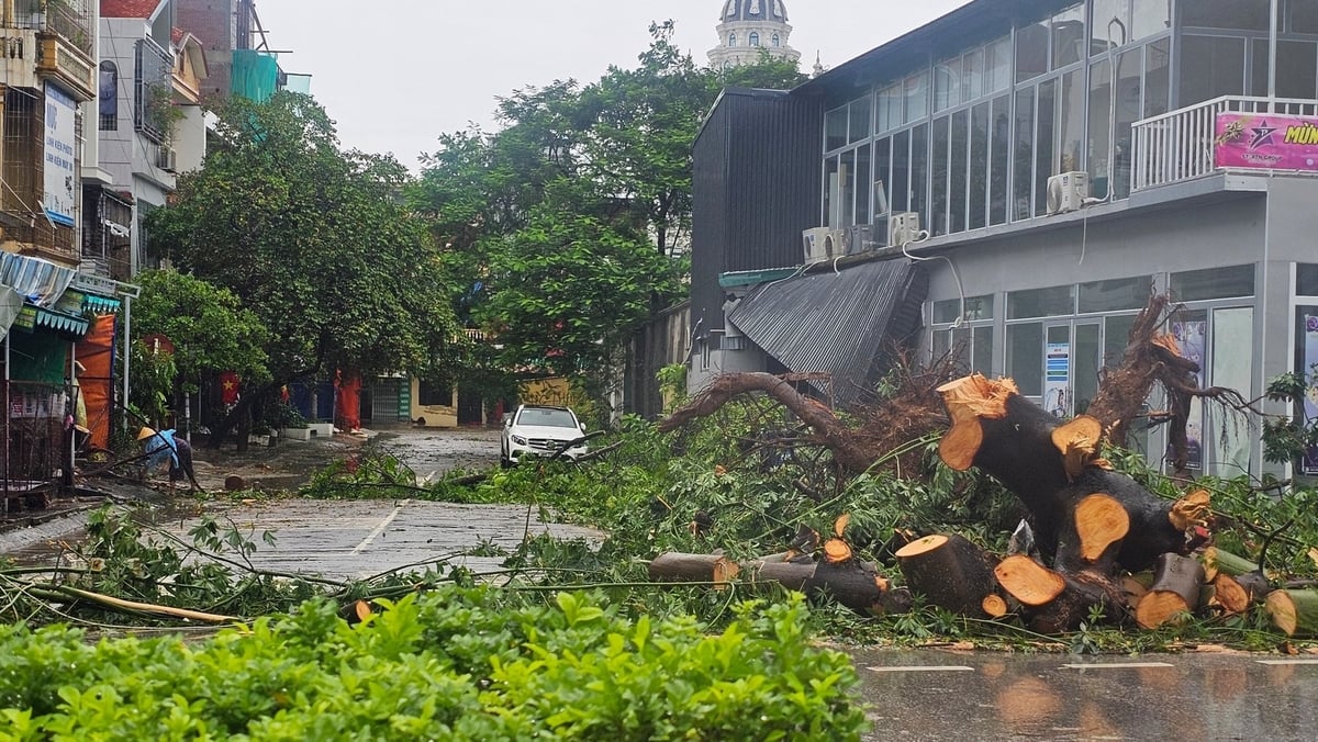 Sau bão số 5, nhiều cây xanh trên địa bàn tỉnh Thanh Hóa đổ la liệt. Ảnh: Quốc Toản.