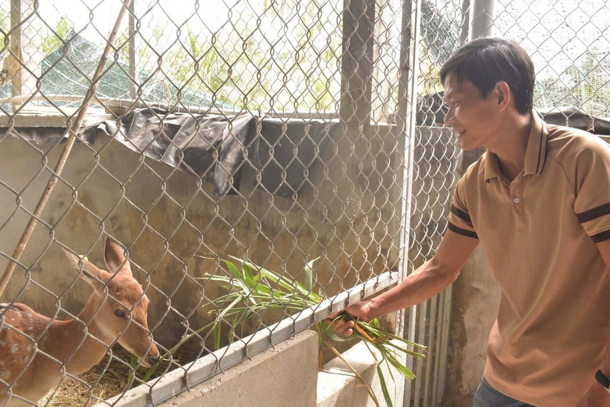 Anh Trần Minh Thắng là nông dân tiên phong ở địa phương phát triển mô hình nuôi hươu sao. Ảnh: Minh Đảm. Anh Trần Minh Thắng là nông dân tiên phong ở địa phương phát triển mô hình nuôi hươu sao. Ảnh: Minh Đảm.