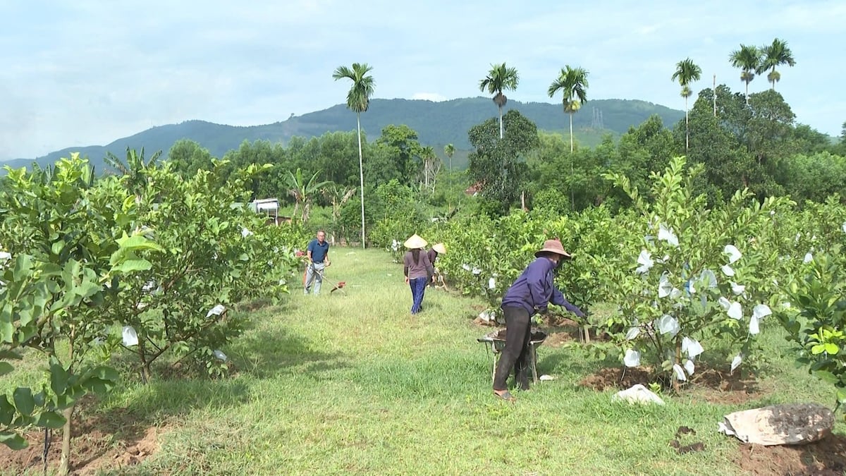 Mô hình của anh Thơ tạo việc làm thời vụ cho gần 20 lao động địa phương. Ảnh: Võ Hà.