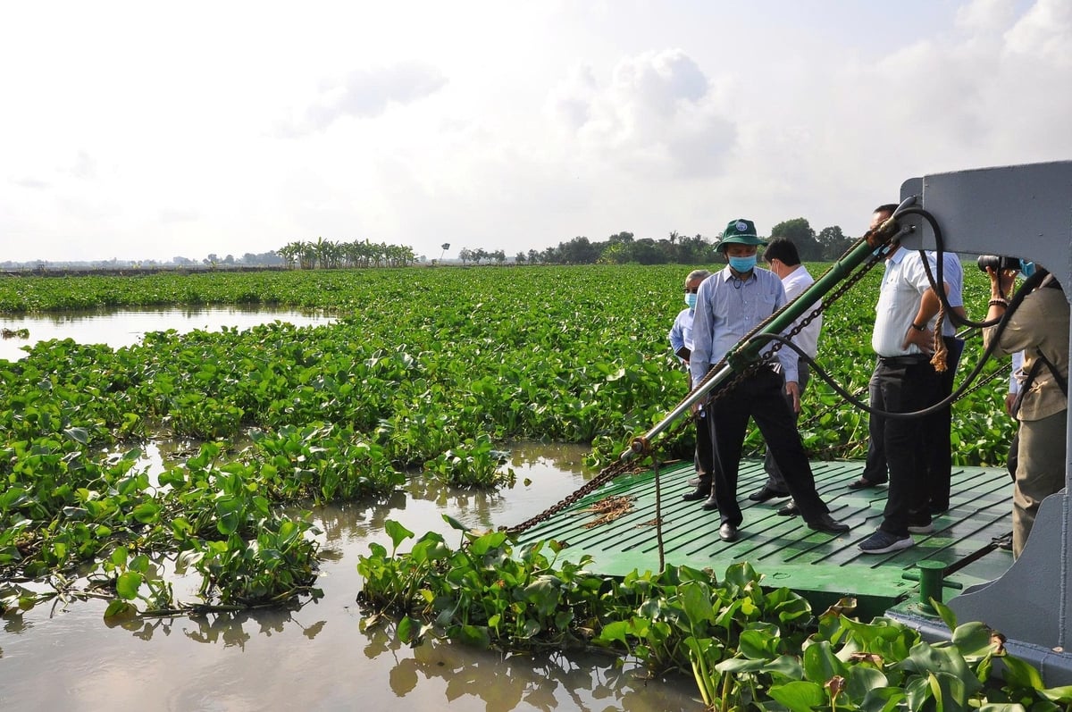Đoàn liên ngành thường xuyên kiểm tra vấn nạn lục bình trên sông Vàm Cỏ Đông. Ảnh: Trần Trung.