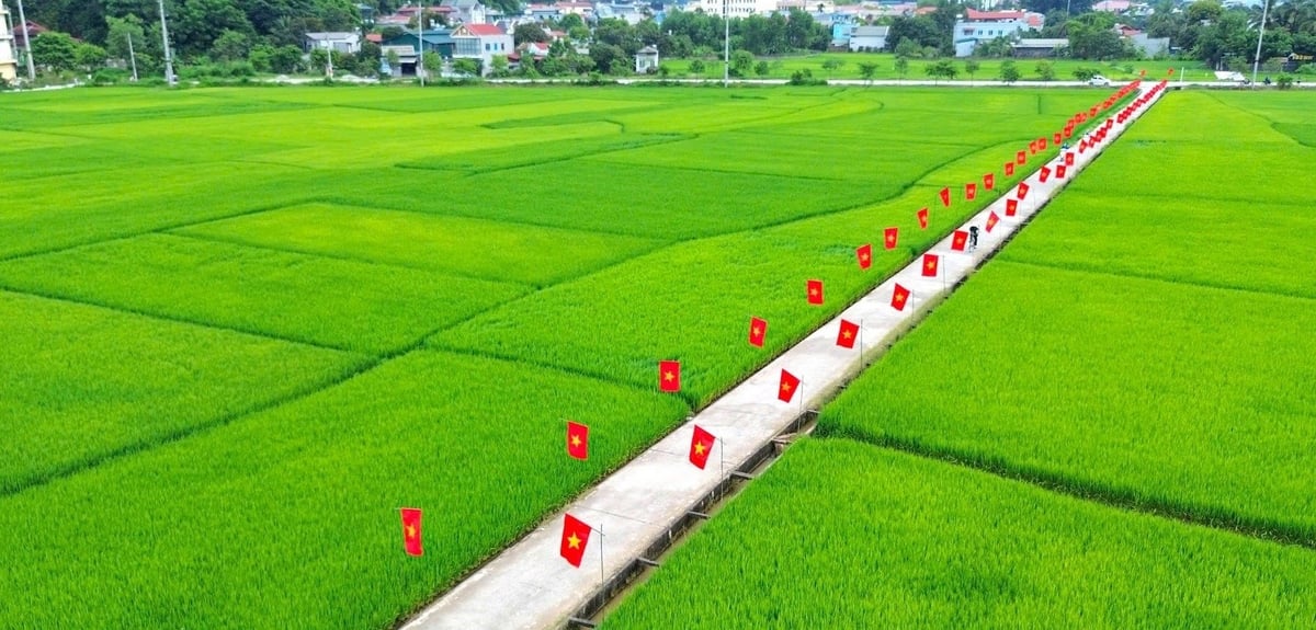 Đường cờ Tổ quốc giữa cánh đồng Mường Thanh. Ảnh: Hoàng Châu. 