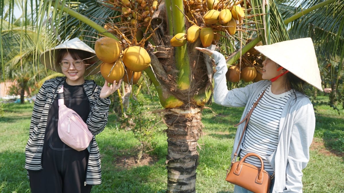 Du khách đến trải nghiệm vườn dừa hữu cơ của anh Vũ. Ảnh: Trần Trung.