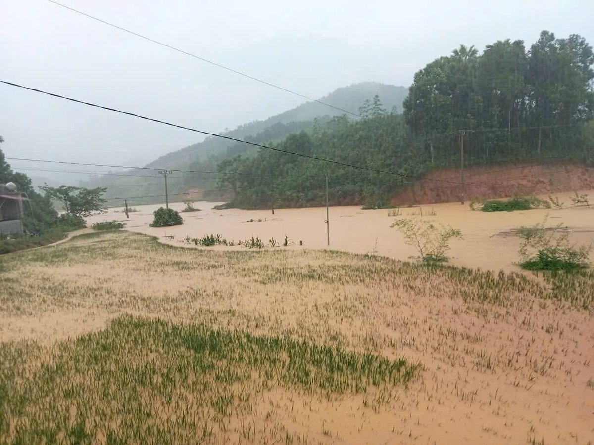 Nhiều diện tích lúa của người dân bị ngập úng. Ảnh: NDCC.