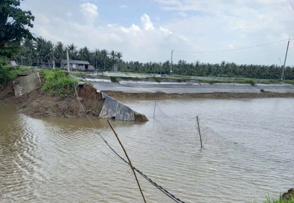 Một đoạn đê bao Bắc rạch Trà Cú (khu vực hộ ông Hà Minh Hải), ấp Lưu Cừ 1, xã Lưu Nghiệp Anh bị sạt lở, gây thiệt hại 0,3 ha diện tích nuôi thủy sản của người dân. Ảnh: Lê Hùng.