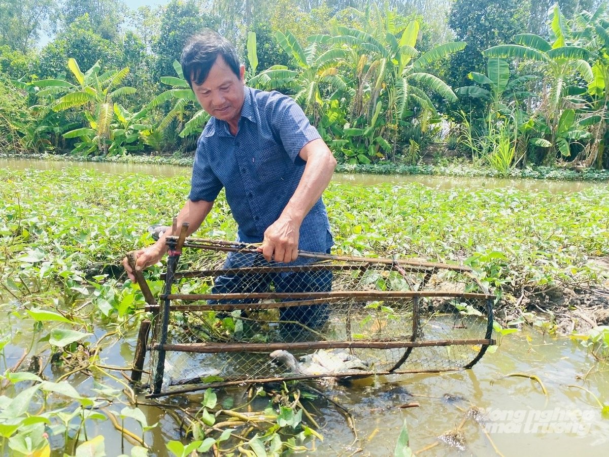 Nông dân xã Phú Thọ, Đồng Tháp kiểm tra dụng cụ đánh bắt cá trong khu vực nuôi trữ, phục vụ thu hoạch cuối mùa lũ. Ảnh: Lê Hoàng Vũ.