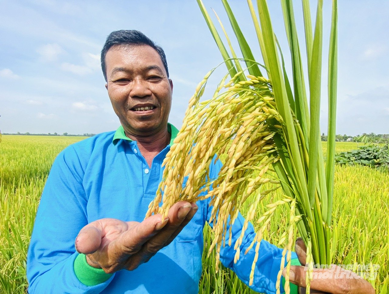 Nông dân An Giang phấn khởi khi lúa trong mô hình chắc hạt, phát triển khỏe nhờ sử dụng phân bón Đầu Trâu Bio – Canxi. Ảnh: Lê Hoàng Vũ. Nông dân An Giang phấn khởi khi lúa trong mô hình chắc hạt, phát triển khỏe nhờ sử dụng phân bón Đầu Trâu Bio – Canxi. Ảnh: Lê Hoàng Vũ.