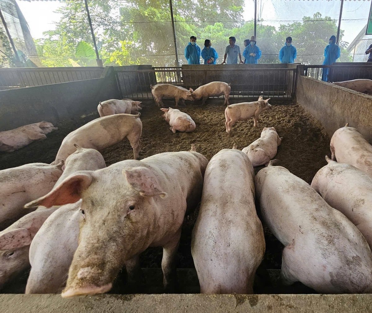 Mô hình chăn nuôi an toàn sinh học của Tập đoàn Quế Lâm ở tỉnh Phú Thọ. Ảnh: Bảo Khang. 