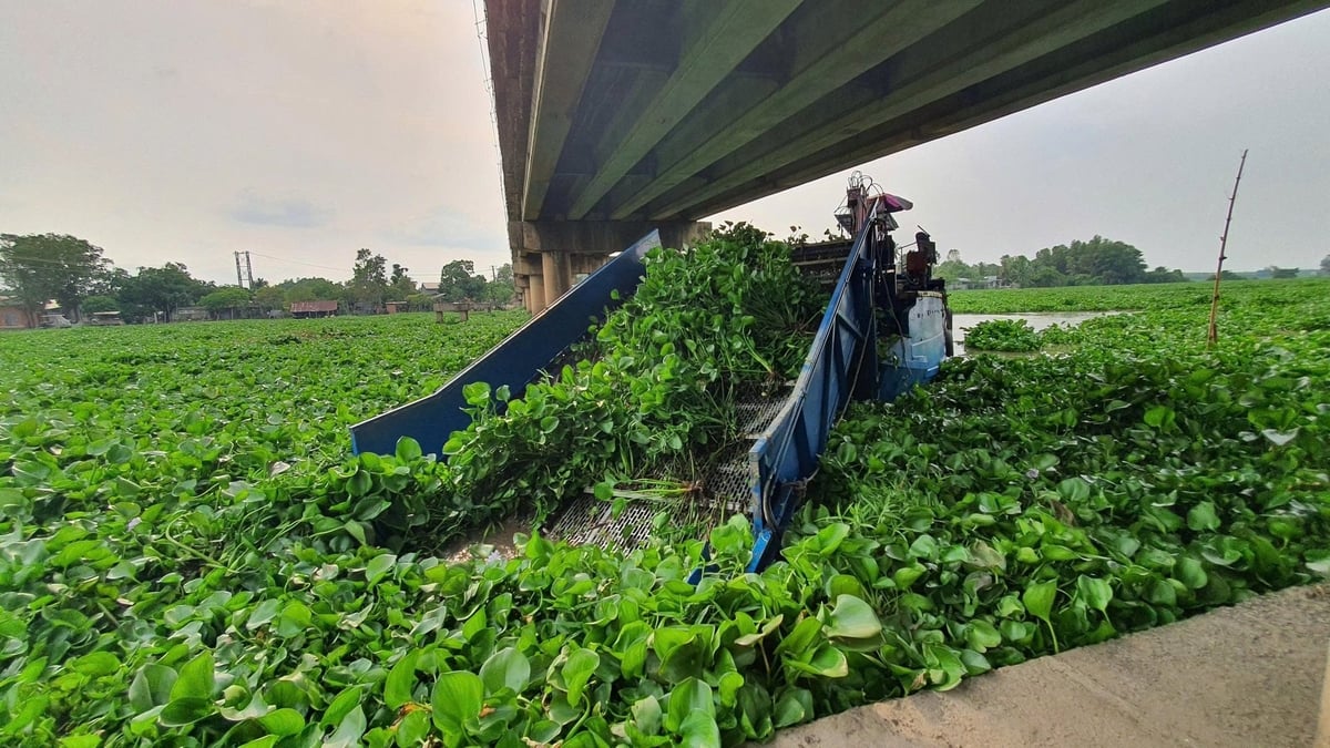 Công ty Cổ phần Phát triển Nông nghiệp Thành Thành Công nỗ lực trụt vớt lục bình. Ảnh: Trần Trung.
