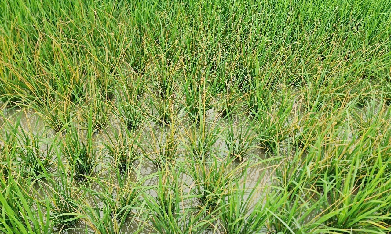 Đám lúa bị gây hại.