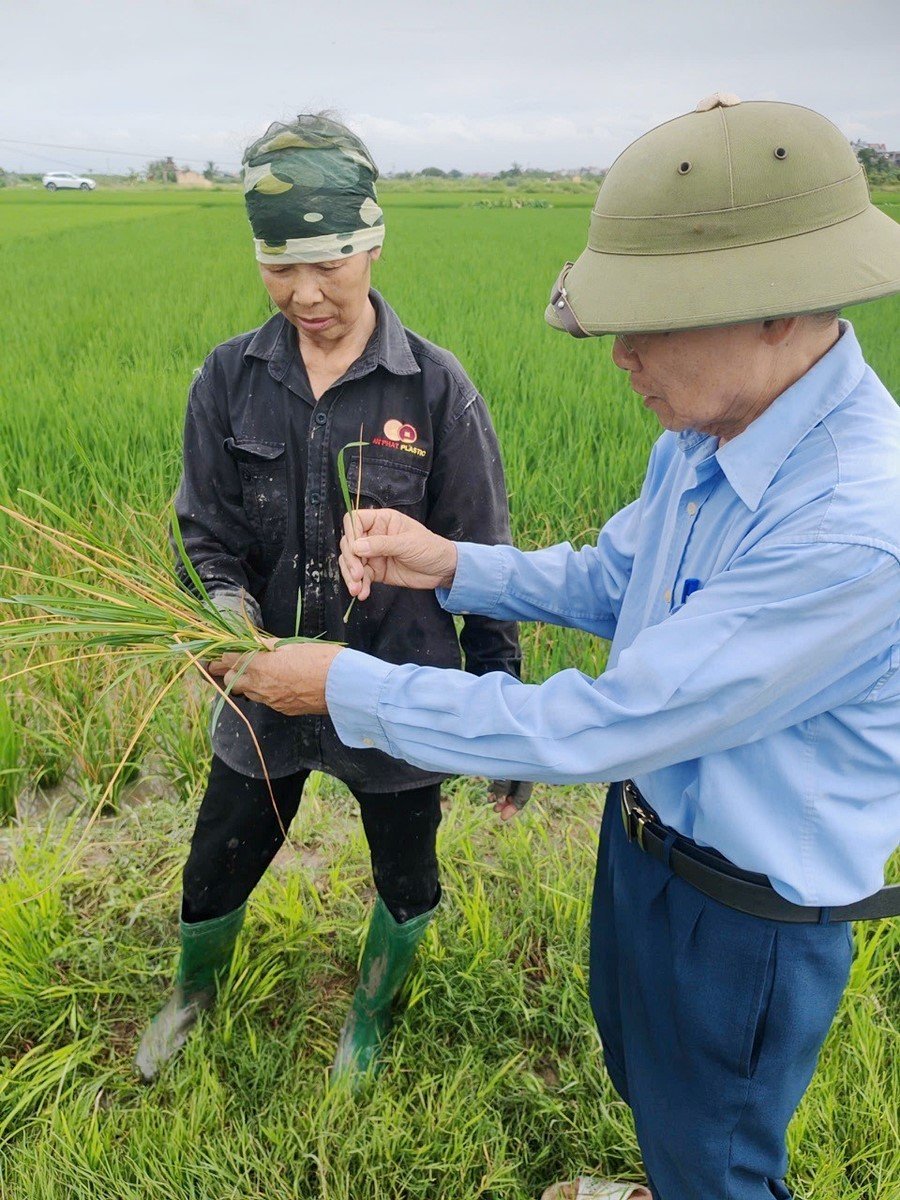 Bà Vương Thị Vui, đội 9 thôn La Đôi, xã Hợp Tiến (TP Hải Phòng) nghe KS Nguyễn Hữu Vân phân tích về bệnh hại.