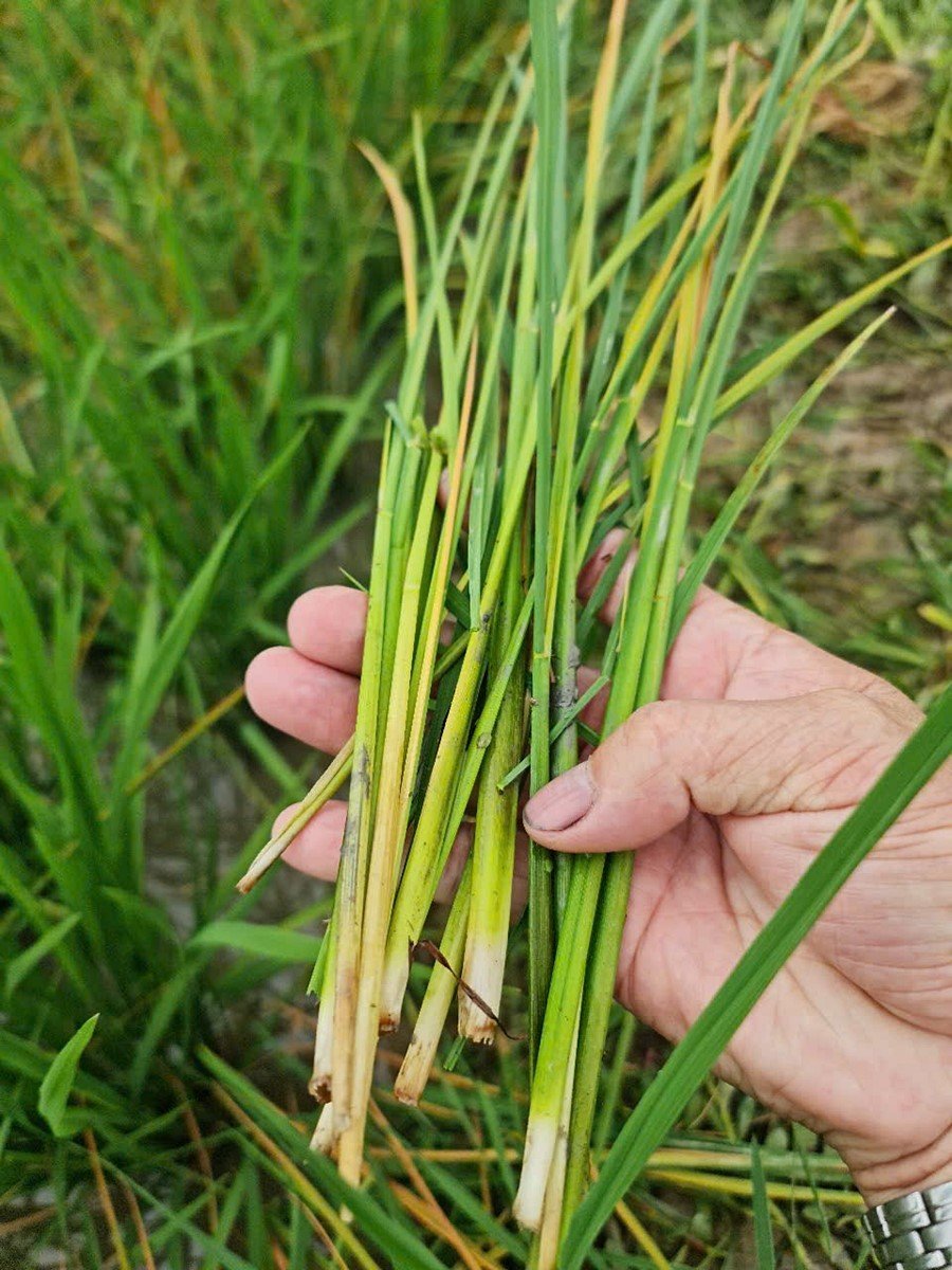 Các chân bẹ ngoài đều bị long ra, gây chết thối hẳn.