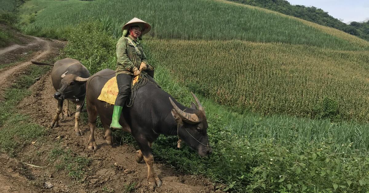 Chương trình Thực phẩm bền vững từ động vật và thủy sản (SAAF) sẽ tập trung vào mô hình tuần hoàn trong chăn nuôi bền vững. Ảnh: ILRI. 