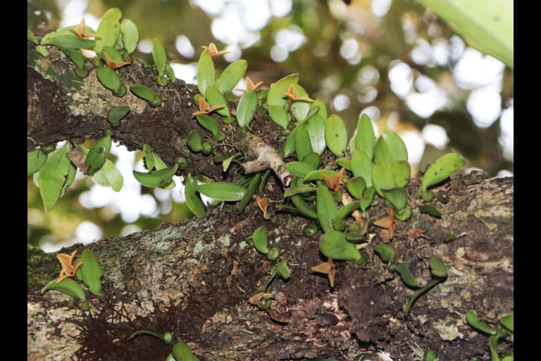 Lan củ nhỏ (Bulbophyllum oblongum). Ảnh: Gazi Mosharof Hossain.