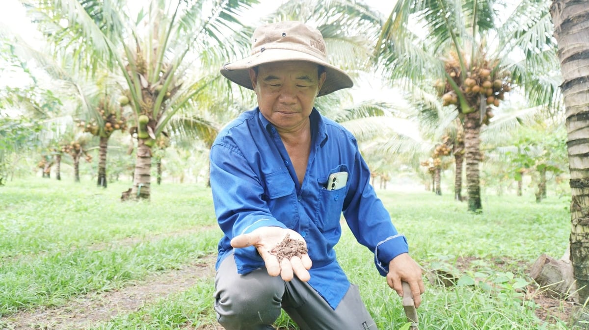 Đất khỏe, giun phát triển mạnh giúp dừa phát triển tốt. Ảnh: Trần Trung.
