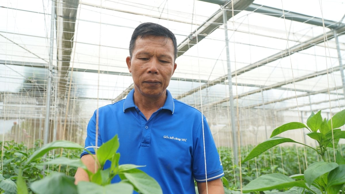 Anh Tiến luôn trăn trở ứng dụng thêm nhiều tiến bộ khoa học công nghệ vào sản xuất rau. Ảnh: Đức Bình. Anh Tiến luôn trăn trở ứng dụng thêm nhiều tiến bộ khoa học công nghệ vào sản xuất rau. Ảnh: Đức Bình.