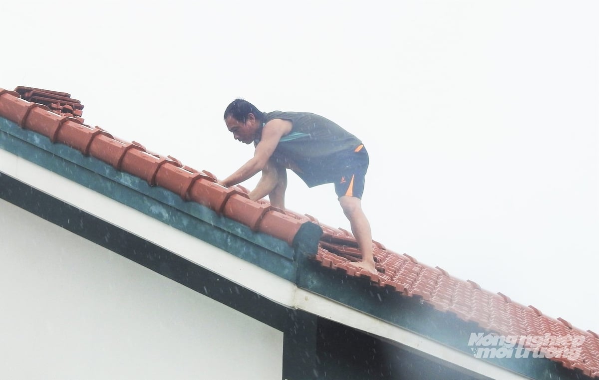 Một người dân xã Cổ Đạm trèo lên mái lợp lại những viên ngói bị bão số 5 phá hỏng.
