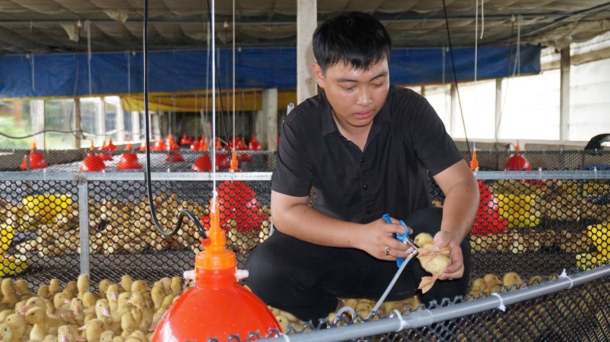 Mô hình vịt công nghệ cao trên sàn lạnh, hướng đi mới tại Tây Ninh. Ảnh: Trần Trung.