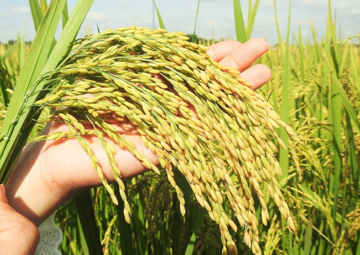 Năng suất lúa áp dụng tưới tiêt kiệm trung bình đạt hơn 72 tạ/ha (vụ xuân) và 52 tạ/ha (vụ hè thu). Ảnh: Thanh Nga.