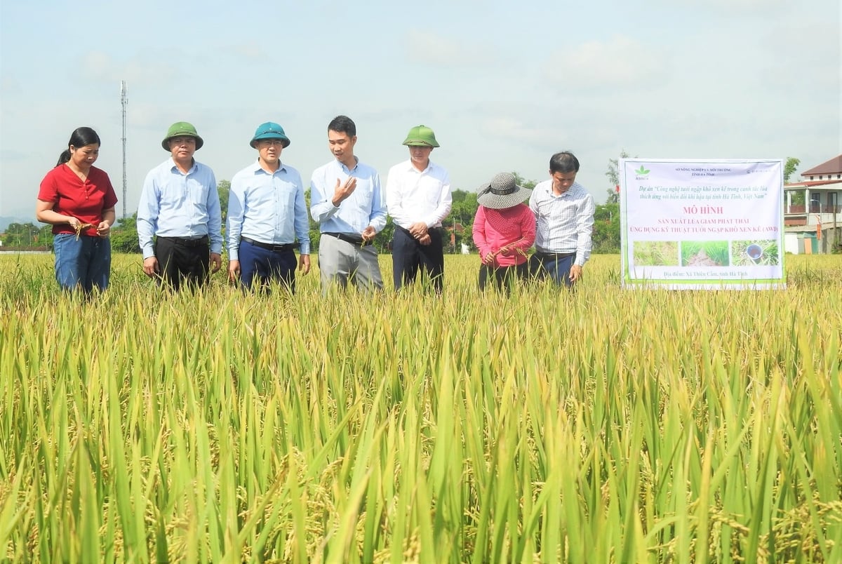 Sở Nông nghiệp và Môi trường Hà Tĩnh cùng Ban quản lý dự án kiểm tra, đánh giá mô hình canh tác lúa giảm phát thải vụ hè thu năm 2025 tại xã Thiên Cầm. Ảnh: Thanh Nga.