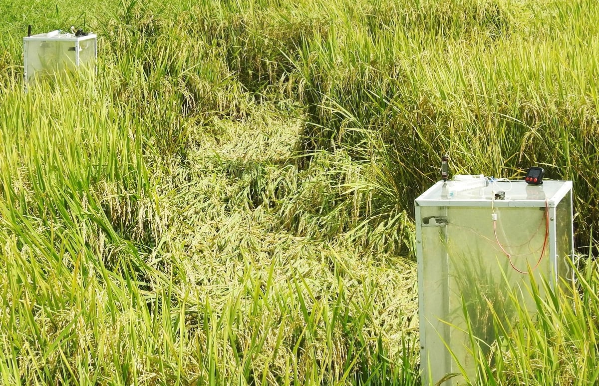 Ruộng ngập nước thường xuyên có tỷ lệ lúa đổ cao hơn ruộng tưới ngập - khô xen kẽ. Ảnh: Thanh Nga.