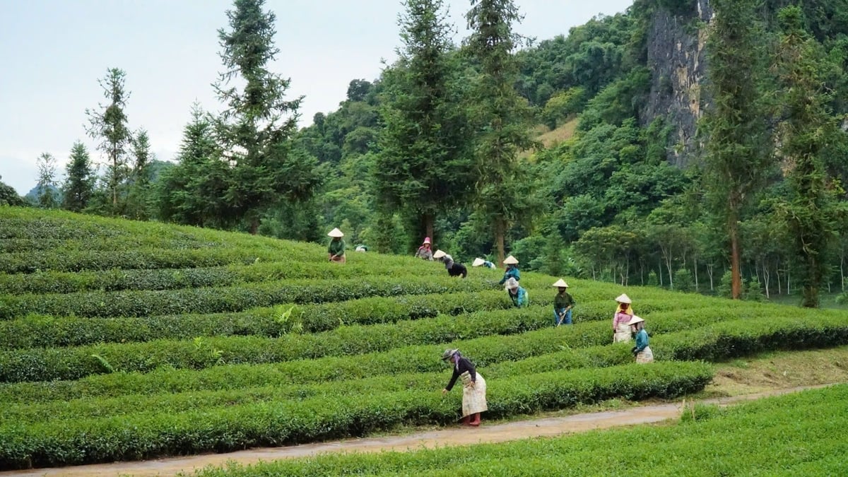 Mô hình nông lâm kết hợp đang là xu thế phát triển tại các tỉnh Tây Bắc. Ảnh: Đức Bình. Mô hình nông lâm kết hợp đang là xu thế phát triển tại các tỉnh Tây Bắc. Ảnh: Đức Bình.