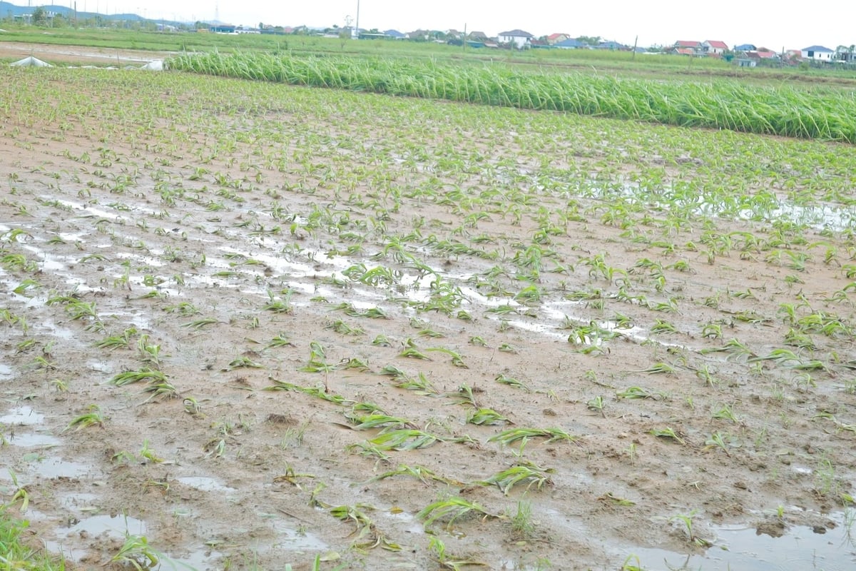 Một khu vực canh tác ngô ở xã An Châu, tỉnh Nghệ An bị ngập, hư hỏng. Ảnh: Ngọc Linh.
