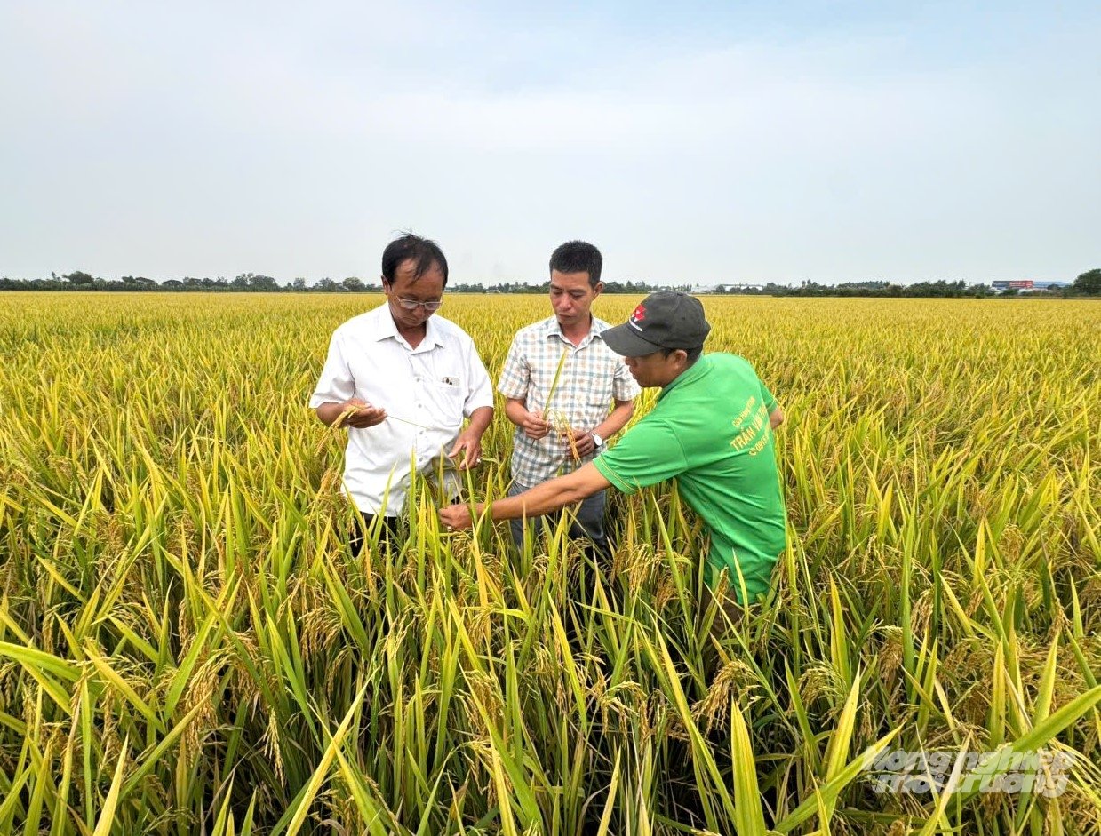 Nhờ đột phá đầu tư kết cấu hạ tầng gắn với ứng dụng khoa học công nghệ trong sản xuất nông nghiệp, nâng cao năng suất và chất lượng nông sản, giúp Châu Phong sớm hoàn thành mục tiêu xây dựng nông thôn mới. Ảnh: Trung Chánh. 