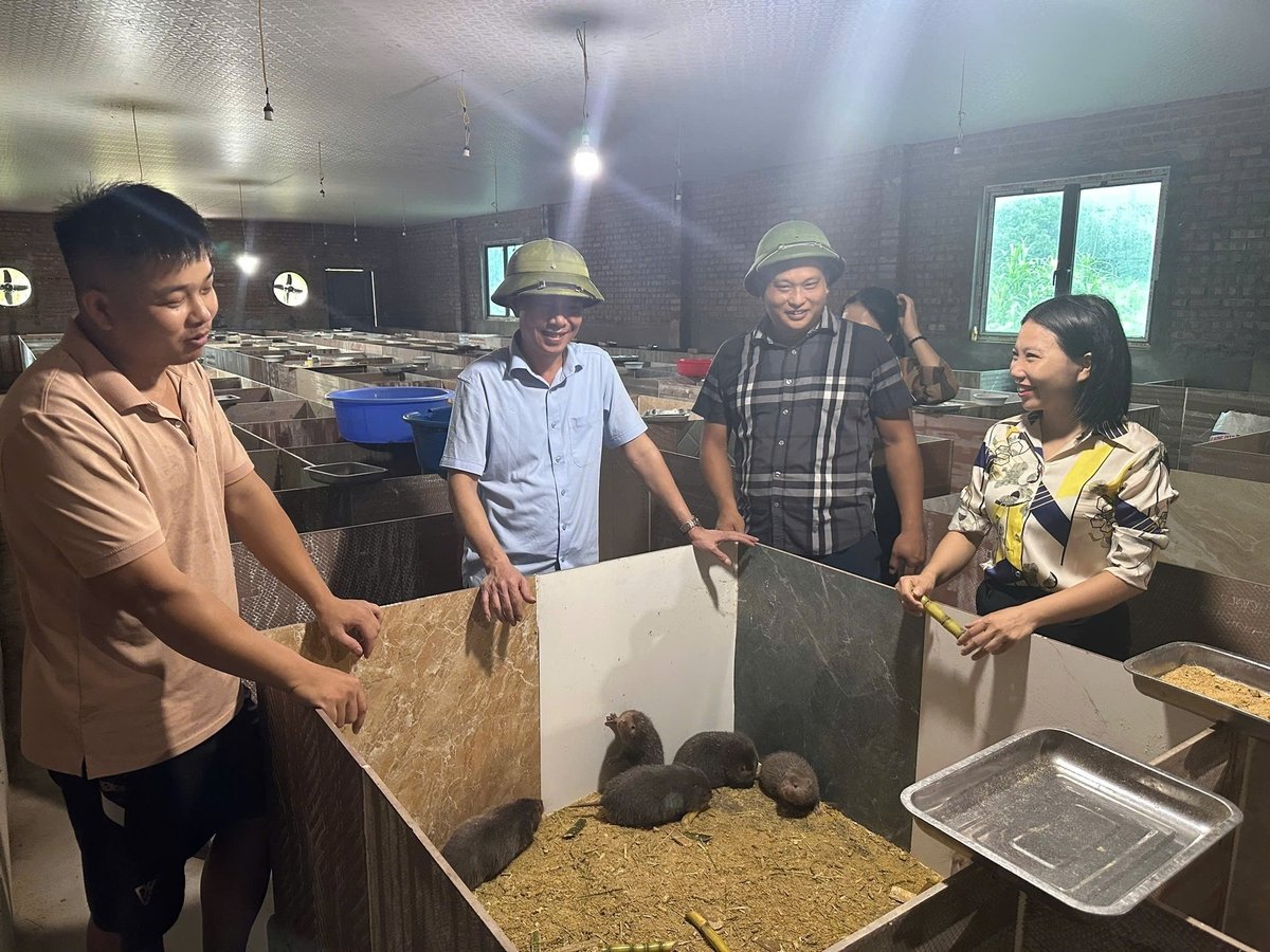 Mô hình nuôi dúi thương phẩm của anh Trưởng A Si (bìa trái) ở bản Tài Phố, xã Quảng Đức. Ảnh: Nguyễn Thành.
