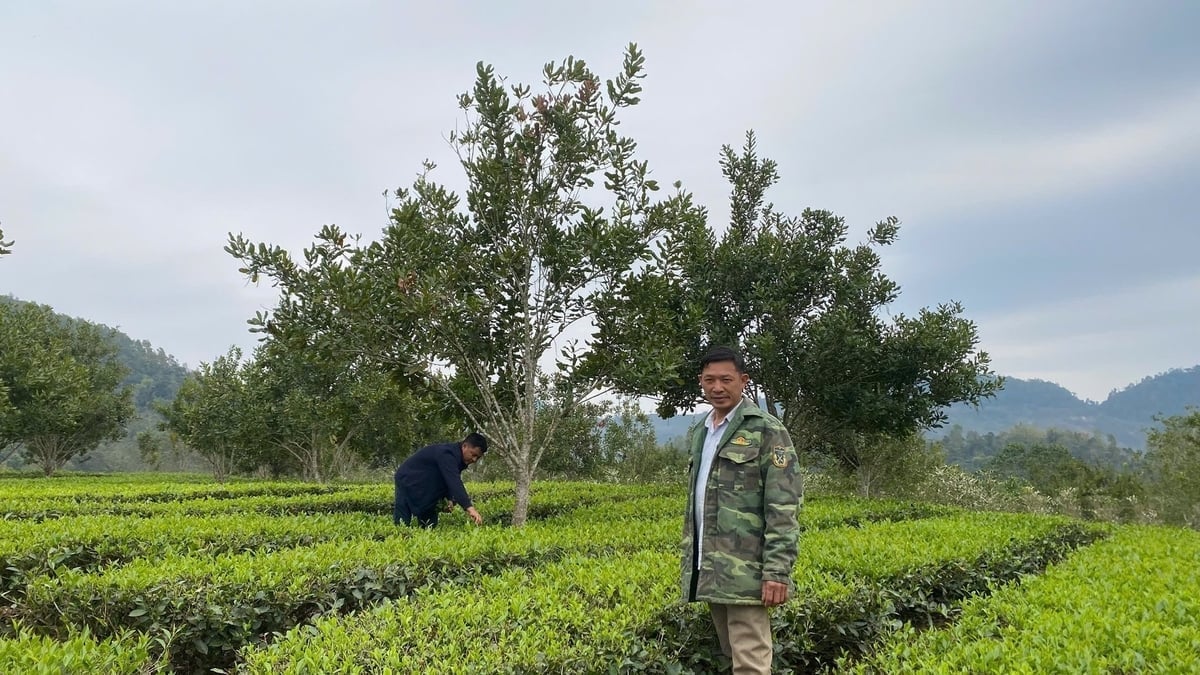 Trồng xen chè với mắc ca - một mô hình nông lâm kết hợp cho hiệu quả cao tại Sơn La. Ảnh: Đức Bình. Trồng xen chè với mắc ca - một mô hình nông lâm kết hợp cho hiệu quả cao tại Sơn La. Ảnh: Đức Bình.