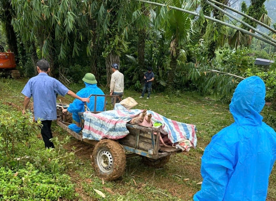Dịch tả lợn Châu Phi bùng phát, khiến người chăn nuôi ở Tuyên Quang bị ảnh hưởng nặng nề. Ảnh: Đào Thanh.