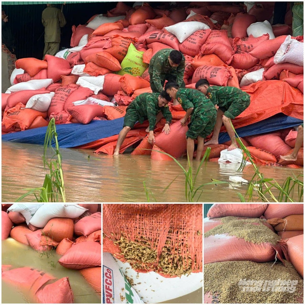 Thiệt hại nặng nề hơn là cơ sở chế biến lúa gạo của anh Hoàng Văn Chương, sinh năm 1987, cũng trú xã Cổ Đạm. Trước bão đổ bộ, kho thóc gia đình anh đang tích trữ khoảng 700 tấn. 