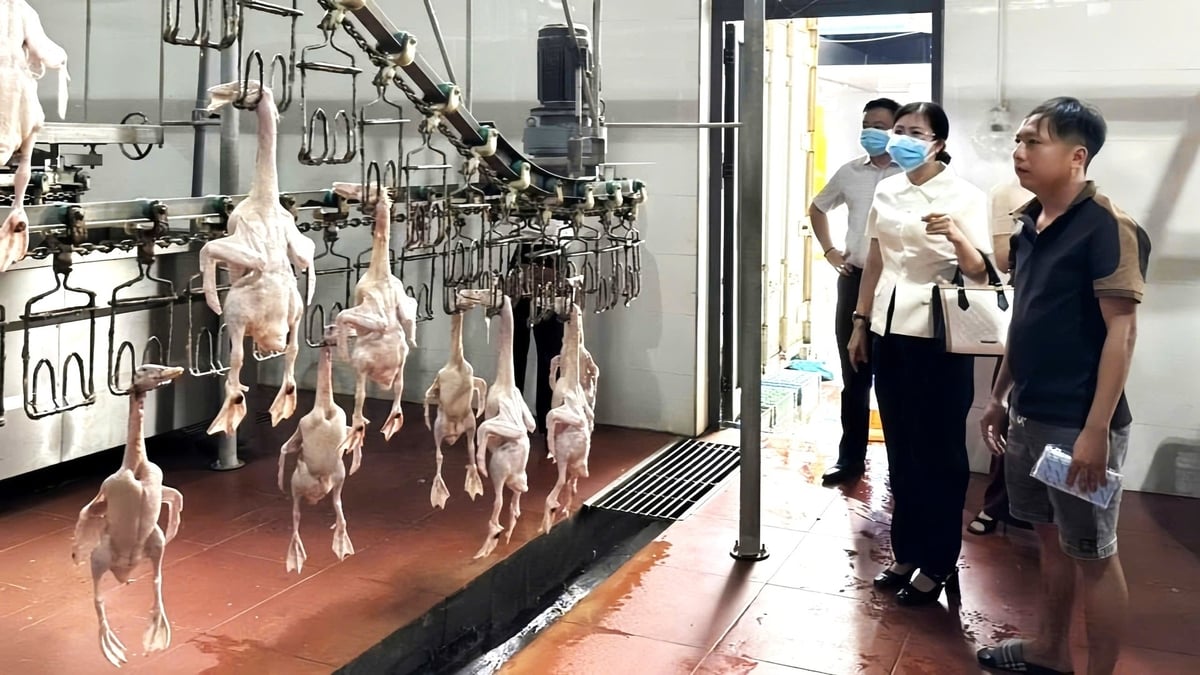 HTX Giết mổ gia súc, gia cầm Tân Phát ứng dụng công nghệ hiện đại, bảo đảm an toàn thực phẩm, nâng cao giá trị và mở rộng thị trường. Ảnh: Trần Phi. HTX Giết mổ gia súc, gia cầm Tân Phát ứng dụng công nghệ hiện đại, bảo đảm an toàn thực phẩm, nâng cao giá trị và mở rộng thị trường. Ảnh: Trần Phi.