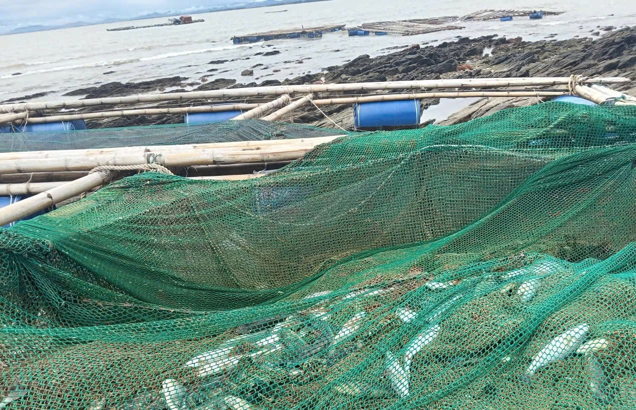 Lồng cá bị sóng đánh trôi dạt lên bãi đá đảo Yến. Ảnh: H. Sang. Lồng cá bị sóng đánh trôi dạt lên bãi đá đảo Yến. Ảnh: H. Sang.