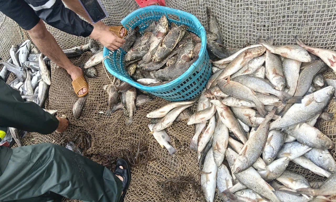 Cá nâu, cá dìa trong lồng còn sót lại. Ảnh: T. Đức. Cá nâu, cá dìa trong lồng còn sót lại. Ảnh: T. Đức.