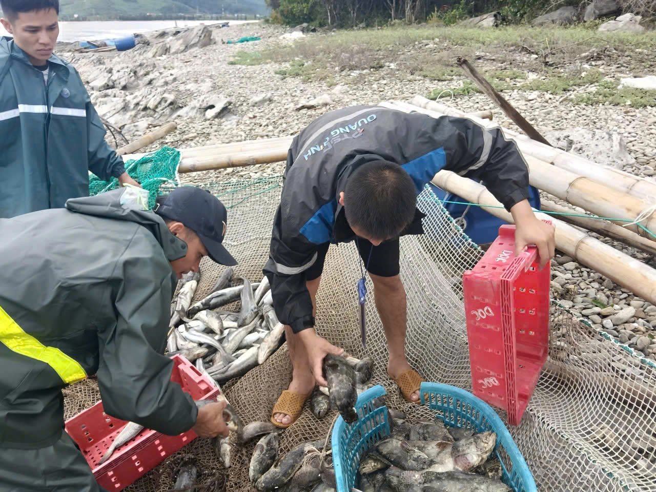 Thêm một lần nữa, người nuôi biển ở Vũng Chùa - Đảo Yến bị thiệt hại lớn trong năm nay. Ảnh: T. Đức. Thêm một lần nữa, người nuôi biển ở Vũng Chùa - Đảo Yến bị thiệt hại lớn trong năm nay. Ảnh: T. Đức.
