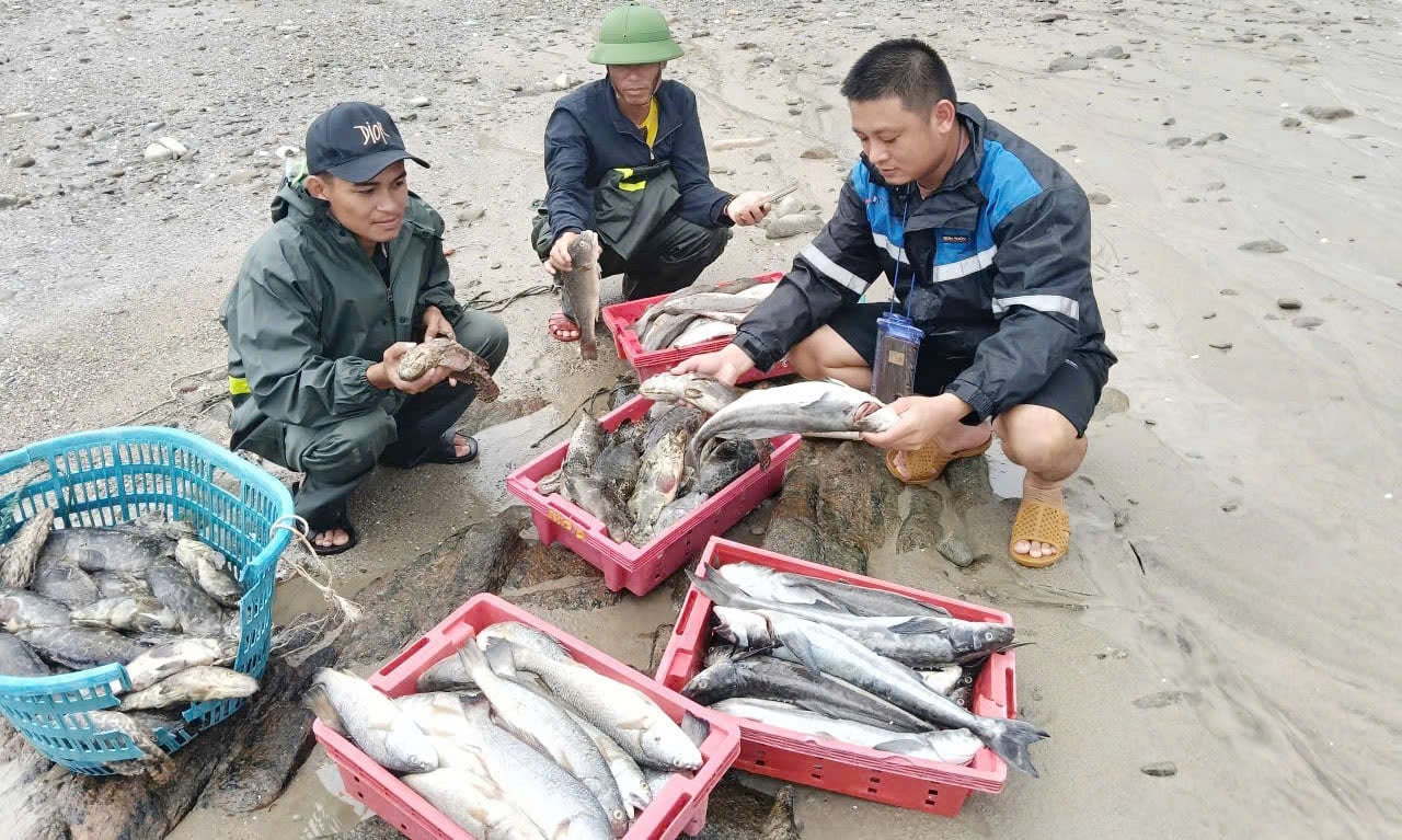 Cá bớp lớn sắp đến kỳ thu hoạch bị chết chỉ dùng vào làm mắm. Ảnh: T. Đức. Cá bớp lớn sắp đến kỳ thu hoạch bị chết chỉ dùng vào làm mắm. Ảnh: T. Đức.