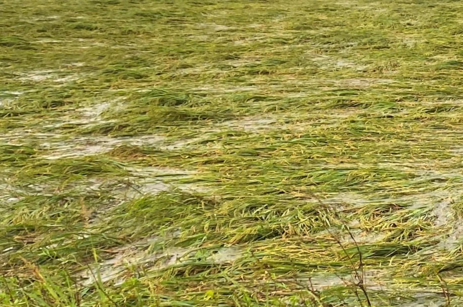 Những cánh đồng lúa sắp vào thu hoạch bị đổ rạp. Ảnh: PTO. Những cánh đồng lúa sắp vào thu hoạch bị đổ rạp. Ảnh: PTO.
