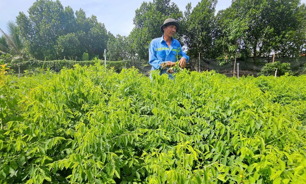 Ông Nguyễn Xuân Tiến cho biết, vườn rau ngót nhà ông thường xuyên làm cỏ thủ công, không sử dụng thuốc bảo vệ thực vật hóa học. Ảnh: Kim Sơ.