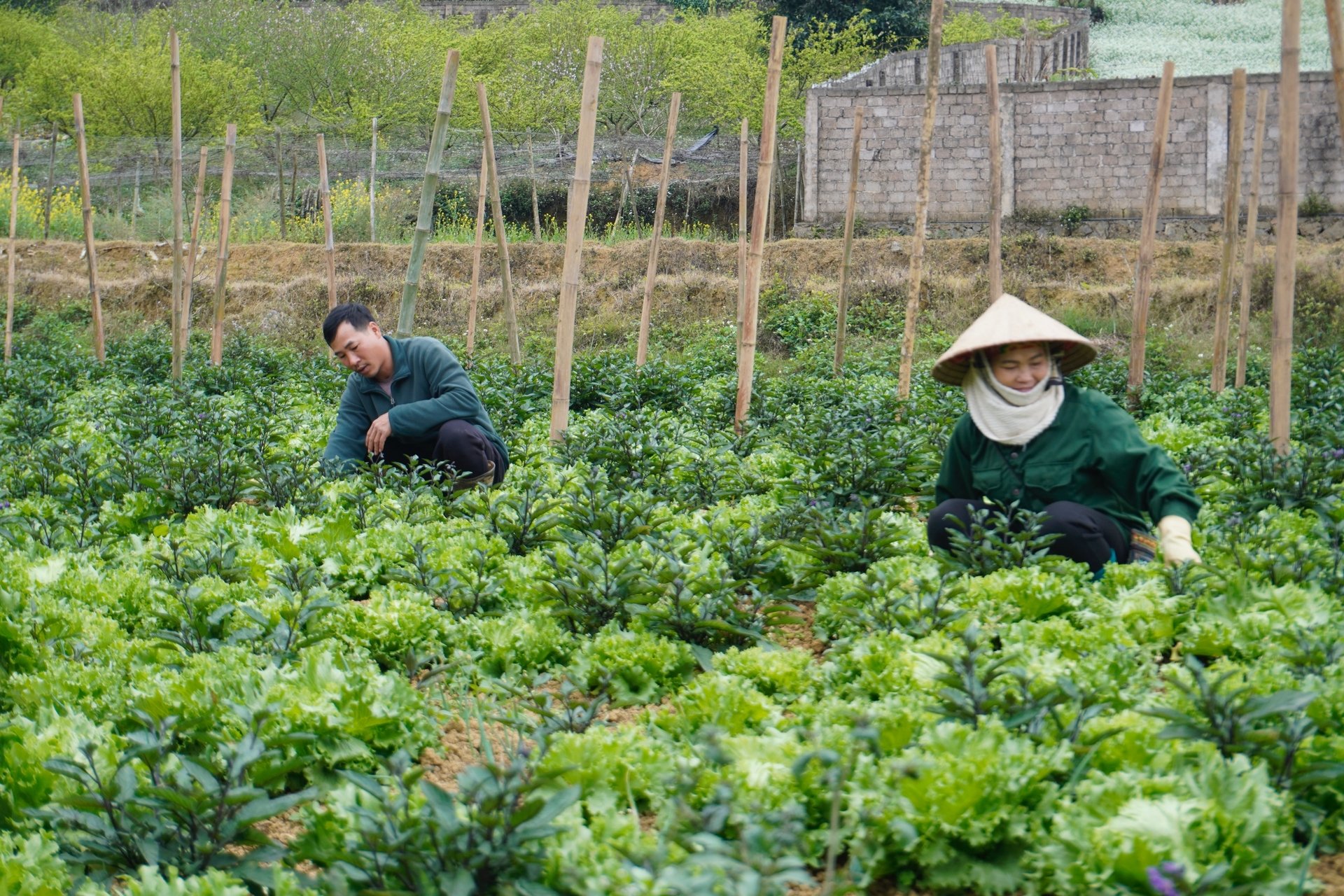 Chiến lược chuyển đổi sang nông nghiệp sinh thái cũng cần được coi là giải pháp phù hợp và cần thiết cho vùng miền núi, vùng khó khăn. Ảnh: Hồng Thắm. Chiến lược chuyển đổi sang nông nghiệp sinh thái cũng cần được coi là giải pháp phù hợp và cần thiết cho vùng miền núi, vùng khó khăn. Ảnh: Hồng Thắm.