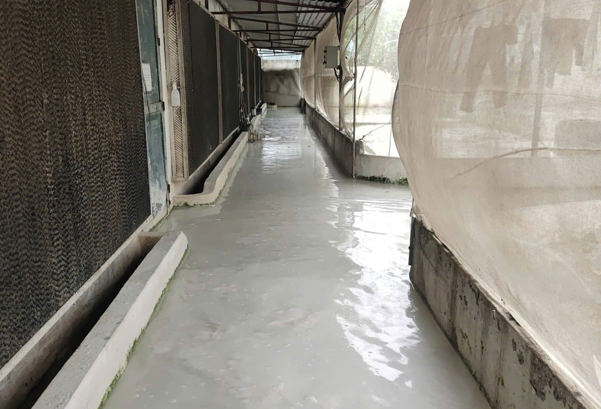 Quanh khu trang trại chăn nuôi được quây kín và nước sát trùng duy trì thường xuyên. Ảnh: Thanh Tiến. Quanh khu trang trại chăn nuôi được quây kín và nước sát trùng duy trì thường xuyên. Ảnh: Thanh Tiến.