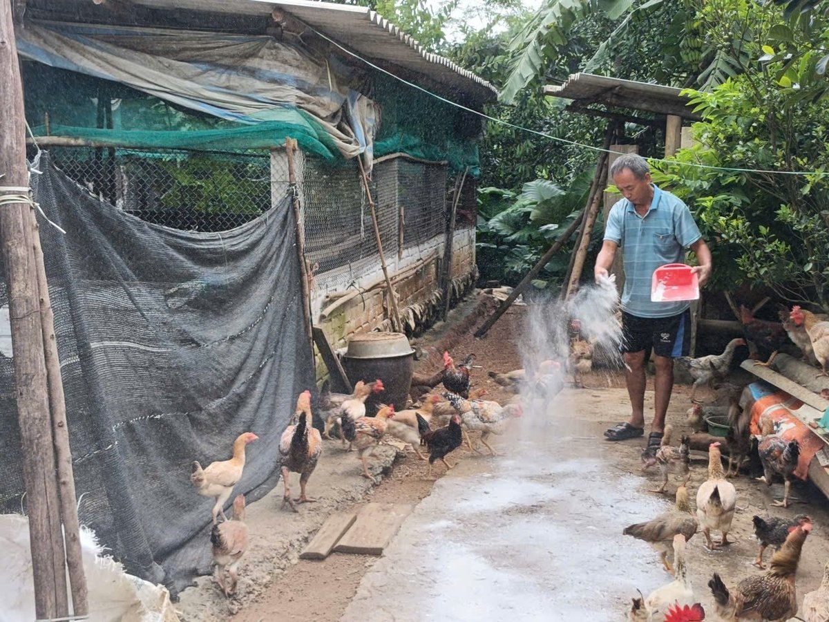 Các hộ chăn nuôi nhỏ lẻ cũng cần áp dụng biện pháp chăn nuôi an toàn sinh học nghiêm ngặt hơn. Ảnh: Đức Bình. Các hộ chăn nuôi nhỏ lẻ cũng cần áp dụng biện pháp chăn nuôi an toàn sinh học nghiêm ngặt hơn. Ảnh: Đức Bình.