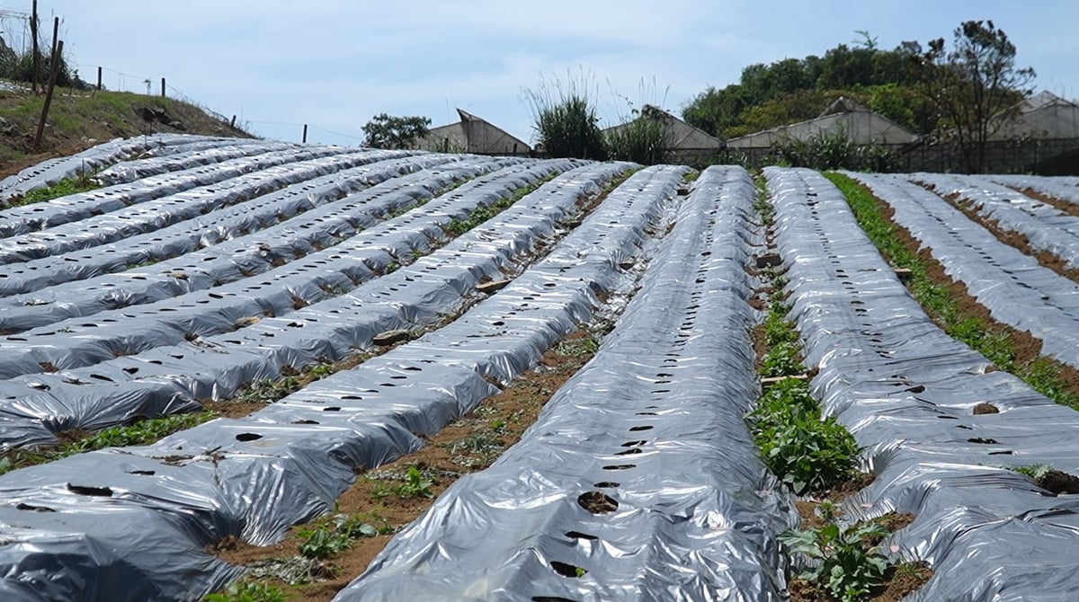 Nông dân Sơn La chủ động tiếp thu và áp dụng rất nhanh những kỹ thuật canh tác tiên tiến do các dự án quốc tế hỗ trợ. Ảnh: Đức Bình. Nông dân Sơn La chủ động tiếp thu và áp dụng rất nhanh những kỹ thuật canh tác tiên tiến do các dự án quốc tế hỗ trợ. Ảnh: Đức Bình.