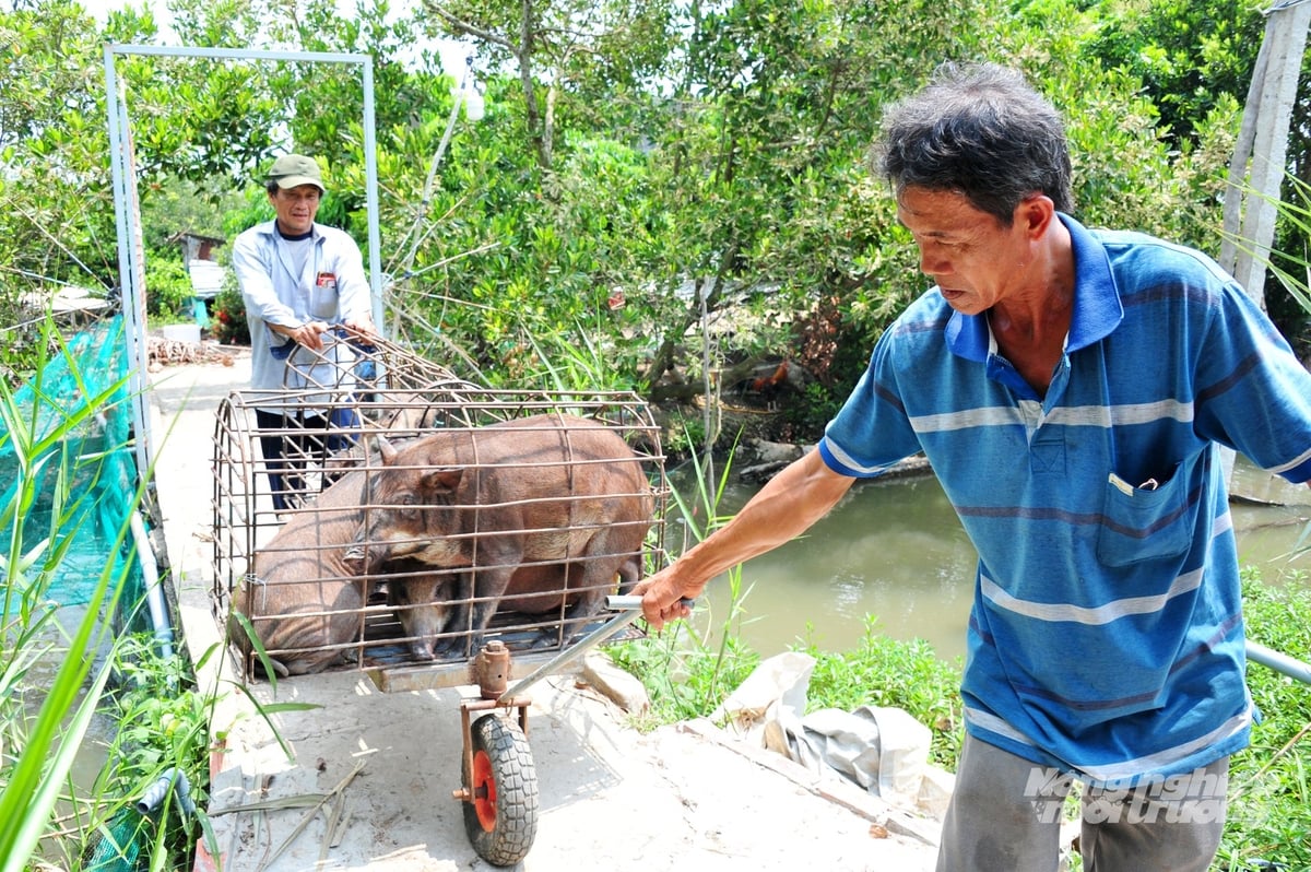 Nông dân vận chuyển heo rừng lai đến điểm thu mua tập trung của doanh nghiệp, hạn chế nguy cơ lây lan dịch bệnh từ thương lái tự do. Ảnh: Lê Hoàng Vũ. Nông dân vận chuyển heo rừng lai đến điểm thu mua tập trung của doanh nghiệp, hạn chế nguy cơ lây lan dịch bệnh từ thương lái tự do. Ảnh: Lê Hoàng Vũ.